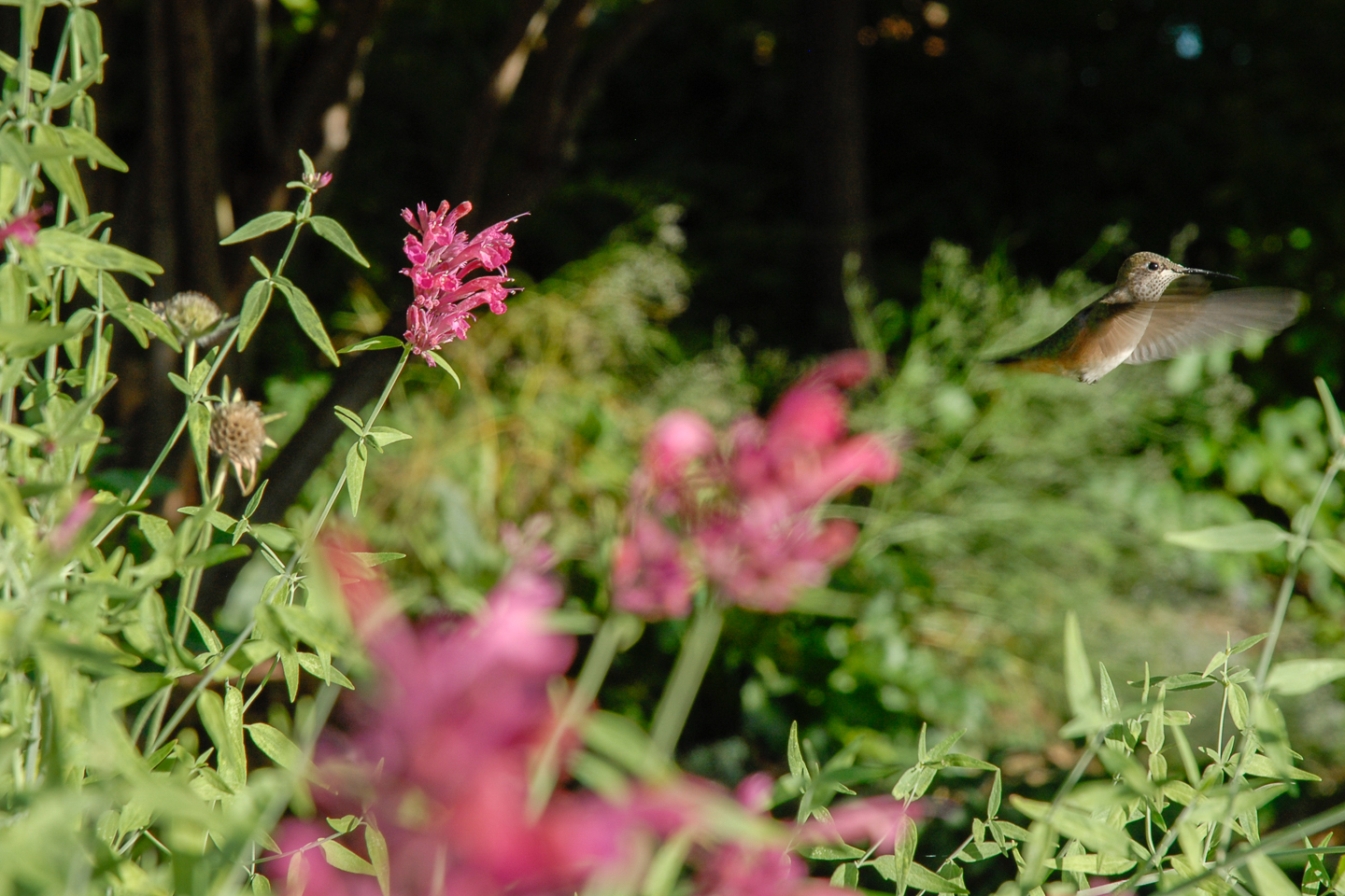 Sonoran Sunset Hyssop